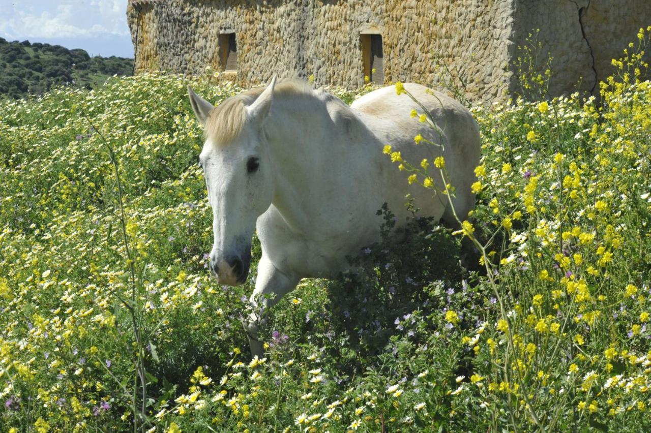Finca La Cantarera Tarifa Dış mekan fotoğraf
