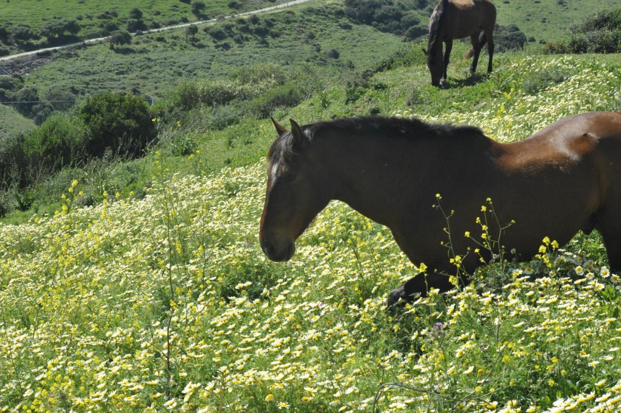 Finca La Cantarera Tarifa Dış mekan fotoğraf