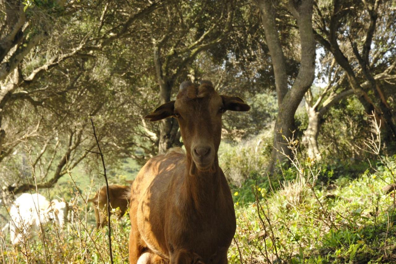 Finca La Cantarera Tarifa Dış mekan fotoğraf